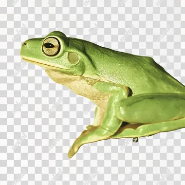 a tree frog minimalistic illustration with polka dots, cute and friendly looking