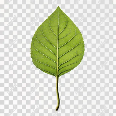 emerald leaf sapling simple plain white background
