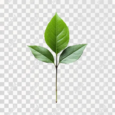 emerald leaf sapling simple plain white background