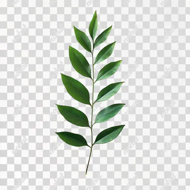 emerald leaf sapling simple plain white background