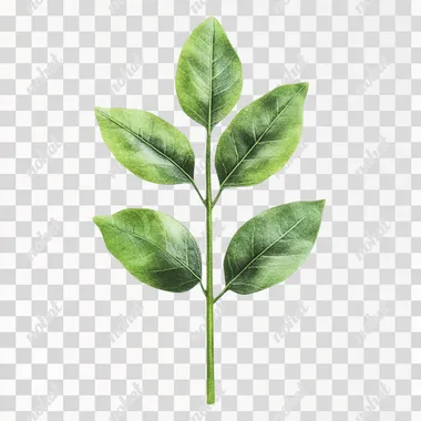 emerald leaf sapling simple plain white background