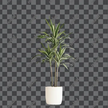 A realistic photograph of an entirely white potted Dracaena lutea, a large indoor plant with long leaves and multiple stalks that can grow to about three meters in height, isolated on a solid white background, shot using a Canon EOS camera with beautiful soft lighting and natural colors.