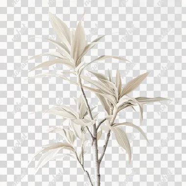 A realistic photograph of an entirely white potted Dracaena lutea, a large indoor plant with long leaves and multiple stalks that can grow to about three meters in height, isolated on a solid white background, shot using a Canon EOS camera with beautiful soft lighting and natural colors.