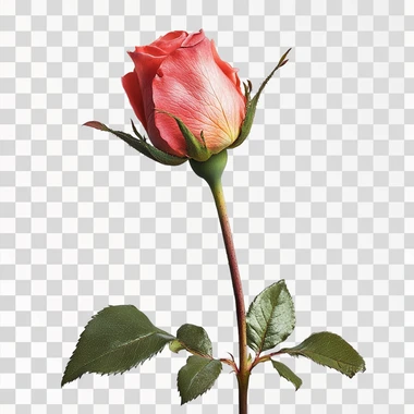 photo realistic rose, not fully bloomed, white background