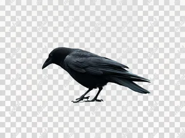 A curious black crow tilting its head sideways, showing off its sleek silhouette and distinctive shoulder feathers, isolated on plain white background with no shadows, cut out    --raw