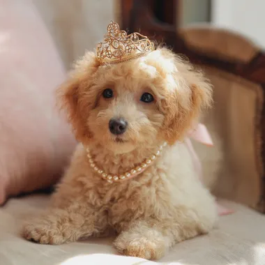 crowned cute poodle dog   dwgpegi