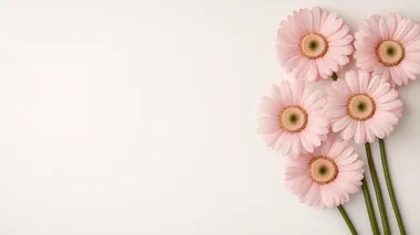 Greeting card design, background a lot of free space for text 3D chamomile soft pink flowers, golden lines, detailed white background   --s 700  nxg3h9q