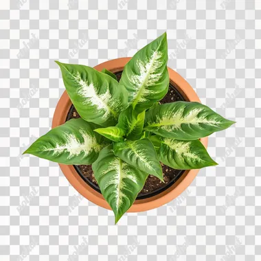 photography of a healthy Dieffenbachia, overhead view with visible rim of terra cotta pot, portrait stock style image, photo-realistic, high resolution, clear and crisp on a white background --s 50