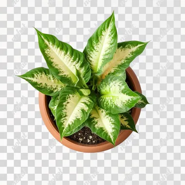 photography of a healthy Dieffenbachia, overhead view with visible rim of terra cotta pot, portrait stock style image, photo-realistic, high resolution, clear and crisp on a white background --s 50