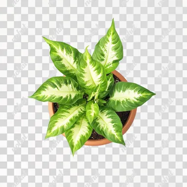 photography of a healthy Dieffenbachia, overhead view with visible rim of terra cotta pot, portrait stock style image, photo-realistic, high resolution, clear and crisp on a white background --s 50