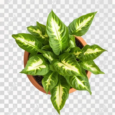 photography of a healthy Dieffenbachia, overhead view with visible rim of terra cotta pot, portrait stock style image, photo-realistic, high resolution, clear and crisp on a white background --s 50