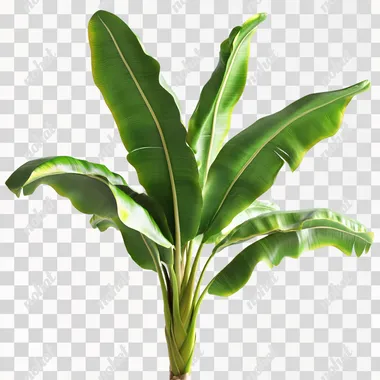banana tree with leaves in white background 8k