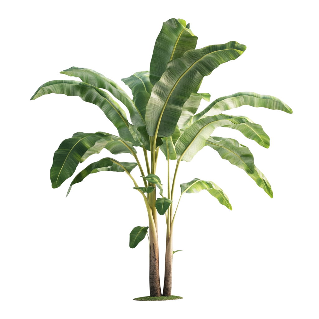 Free: Banana Tree Leaves: A Stunning High-Resolution Display - nohat.cc