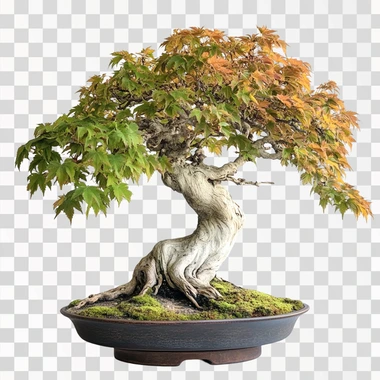 a maple tree, white background