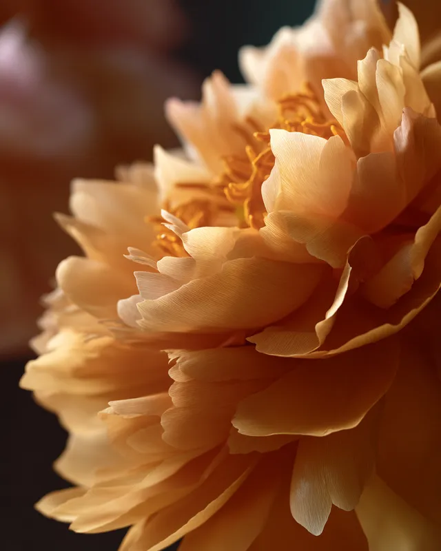 Glowing Orange Peony-Like Mountain Flower at Sunset