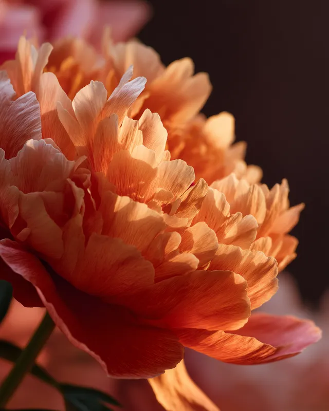 Glowing Orange Peony Flower at Sunset