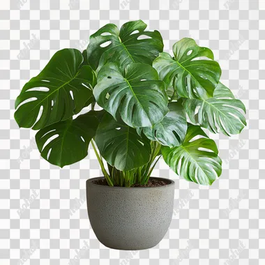 monstera plant, many leaves, in a pot, on a plain background --s 750