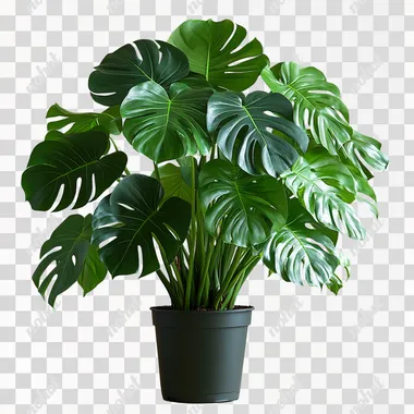 monstera plant, many leaves, in a pot, on a plain background --s 750