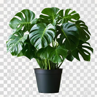 monstera plant, many leaves, in a pot, on a plain background --s 750