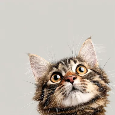 cute funny cat expression, isolated background