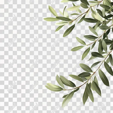Green olive tree leaves in Akira toriyama style on white background coming off the right hand corner of the picture, 8k