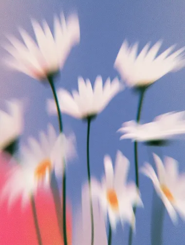 portrait of a lot of daisies within one frame, blurry, minimalistic     --sw 1000  --s 250   mjakwx2