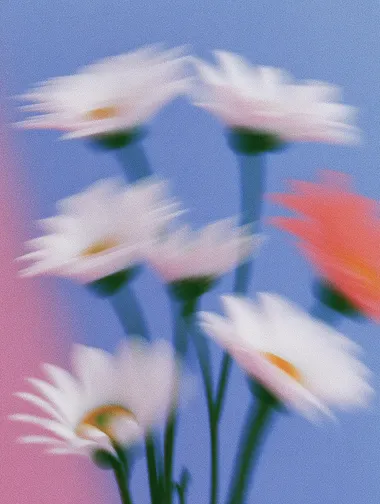 portrait of a lot of daisies within one frame, blurry, minimalistic     --sw 1000  --s 250   mjakwx2