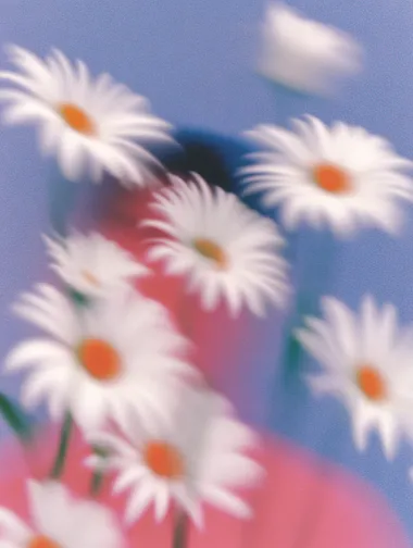 portrait of a lot of daisies within one frame, blurry, minimalistic     --sw 1000  --s 250   mjakwx2