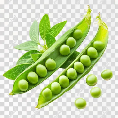 Pea pods, open, plump, green, very fresh, looking down, white background, head to right, photo, high-definition, v6.1