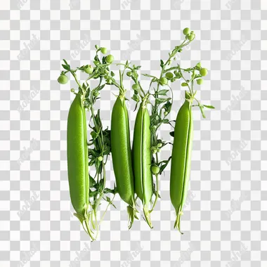 Pea pods, open, plump, green, very fresh, looking down, white background, head to right, photo, high-definition, v6.1