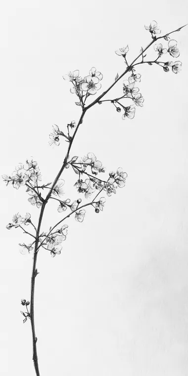 small branch with small flowers, Oneline sketch