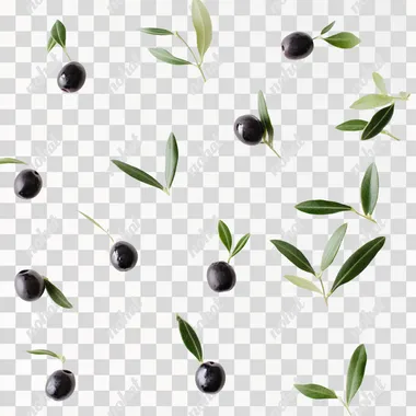 olives on a white background
