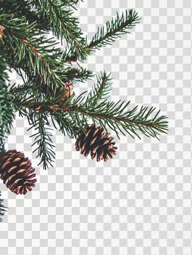 a large fir tree with many needles and some pine cones. white background
