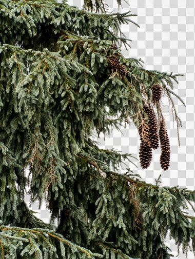 a large fir tree with many needles and some pine cones. white background