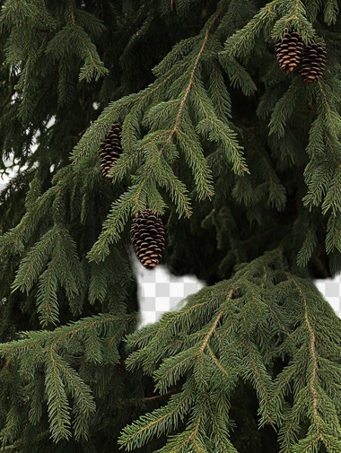 a large fir tree with many needles and some pine cones. white background