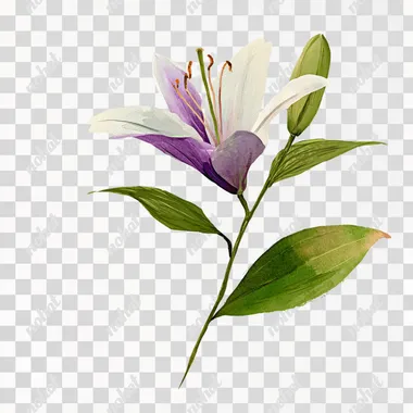 Create a large single healthy and beautiful highly photo realistic PNG white lily with light subtle lavender coloring on the petals on a white background similar to the lily on the referenced image. Include 4 leaves. Use the angle of someone looking directly into the lily head-on with the lily wide open. Emphasize the lily flower as the largest element.  rofile d69trto