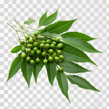 Azadirachta indica (Neem) green leaves with fruits
