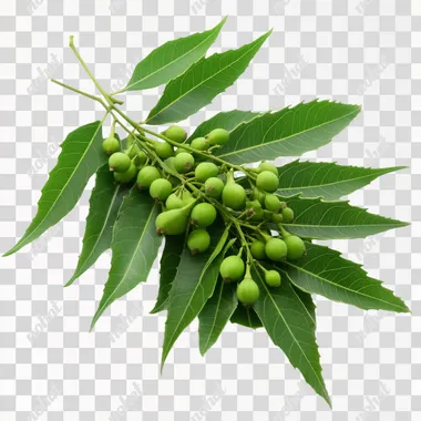 Azadirachta indica (Neem) green leaves with fruits