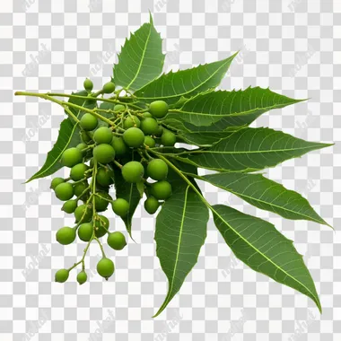 Azadirachta indica (Neem) green leaves with fruits