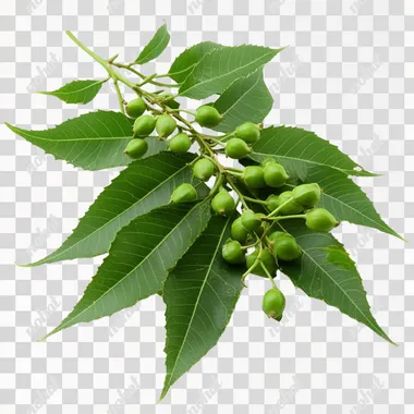 Azadirachta indica (Neem) green leaves with fruits