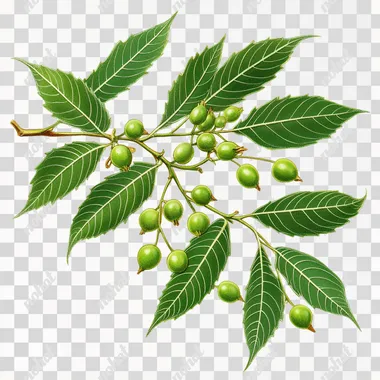 Azadirachta indica (Neem) branch with green leaves and fruits