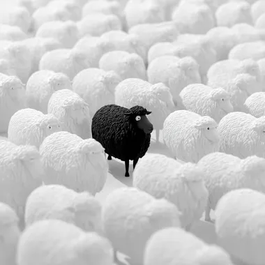 make a cartoon of a single black sheep in a herd of all white sheep