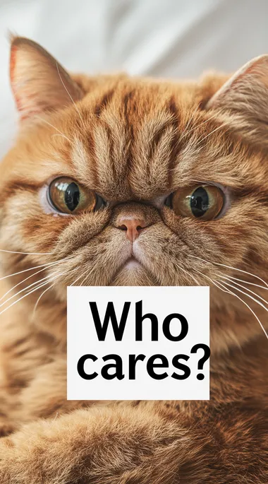 A photo of an orange cat with the text "Who cares?" written on it. The cat's face appears grumpy and sad. The background color is white.