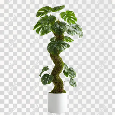 Ultra-realistic photograph of a Monstera deliciosa plant growing along an S-shaped coco coir moss pole, placed in a sleek white ceramic pot. The Monstera's large, glossy, dark green leaves with natural fenestrations climb and wrap around the moss pole, following its curving shape. The moss pole is highly detailed, showing its natural texture. The overall scene is minimalist, with soft lighting and a plain background that emphasizes the vibrant, healthy plant. Photorealistic shadows and lighting, capturing the natural beauty and structure of the Monstera growing upwards