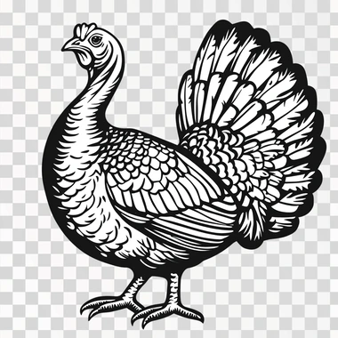Line art black and white simplified of a buff looking turkey