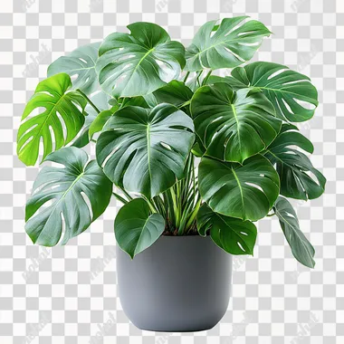 large indoor plant, in a pot, many green leaves, white background --s 750