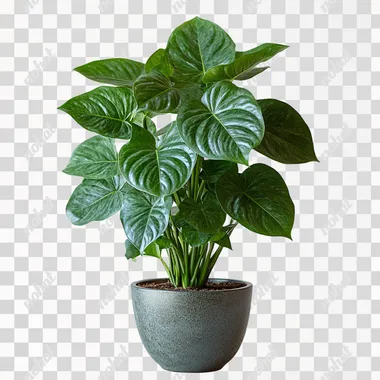large indoor plant, in a pot, many green leaves, white background --s 750