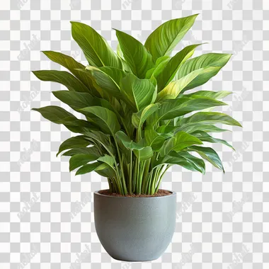 large indoor plant, in a pot, many green leaves, white background --s 750