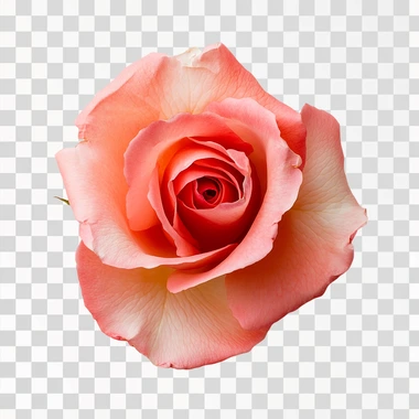 Top view, a rose flower, white background, clean composition