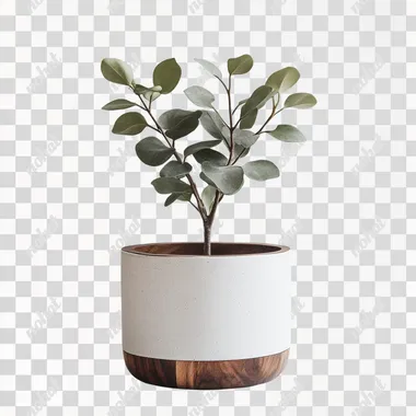 Walnut plant pot, white plaster pot, plain background, light gray background, front view, plant